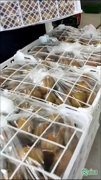 Kiwi — Kiwifruit packing house and cold store