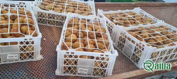 Kiwi — Kiwifruit packing house and cold store