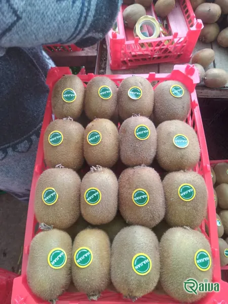 Kiwi — Kiwifruit packing house and cold store