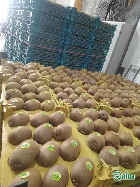 Kiwi — Kiwifruit packing house and cold store