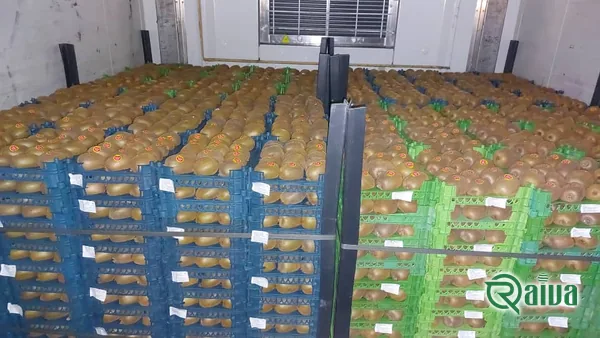 Kiwi — Kiwifruit packing house and cold store
