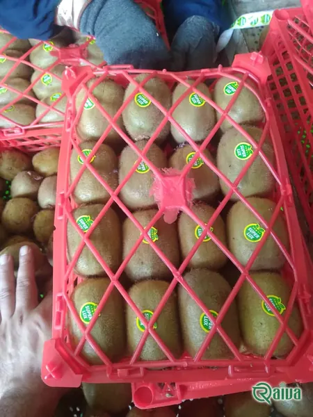 Kiwi — Kiwifruit packing house and cold store