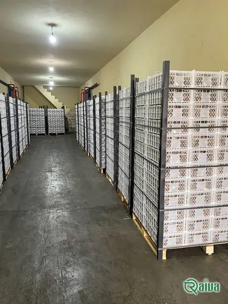 Kiwi — Kiwifruit packing house and cold store