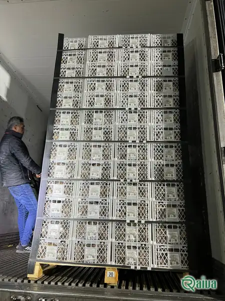 Kiwi — Kiwifruit packing house and cold store