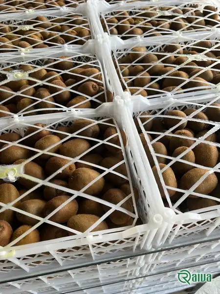 Kiwi — Kiwifruit packing house and cold store