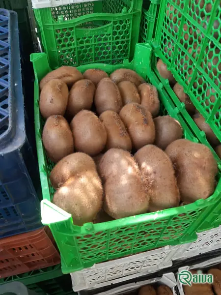 Kiwi — Kiwifruit packing house and cold store