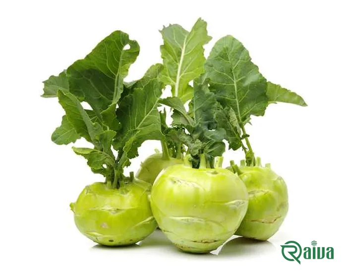 Kohlrabi bulbs with their leaves