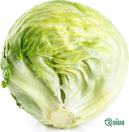 A dense head of iceberg lettuce