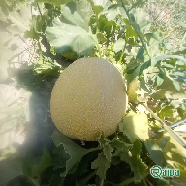 Melon & Cantaloupe — Melon harvest and field grading