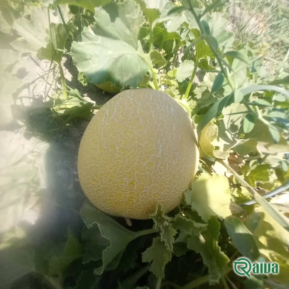 Melon & Cantaloupe — Raiva Food