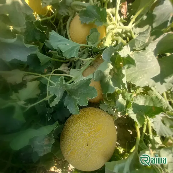Melon & Cantaloupe — Melon harvest and field grading