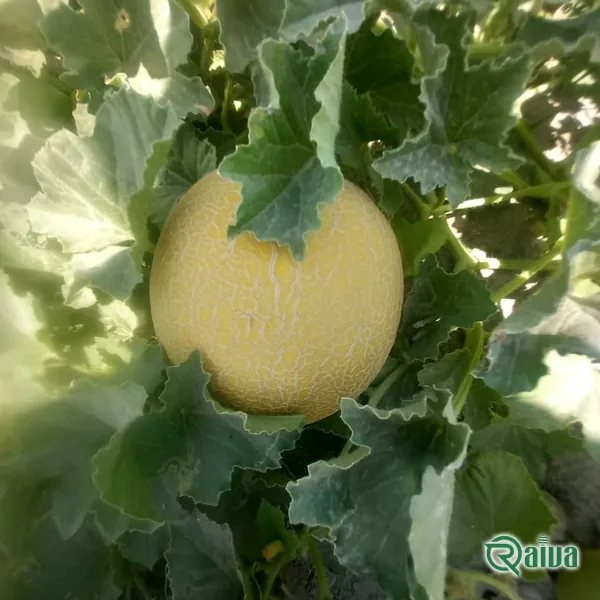 Melon & Cantaloupe — Melon harvest and field grading