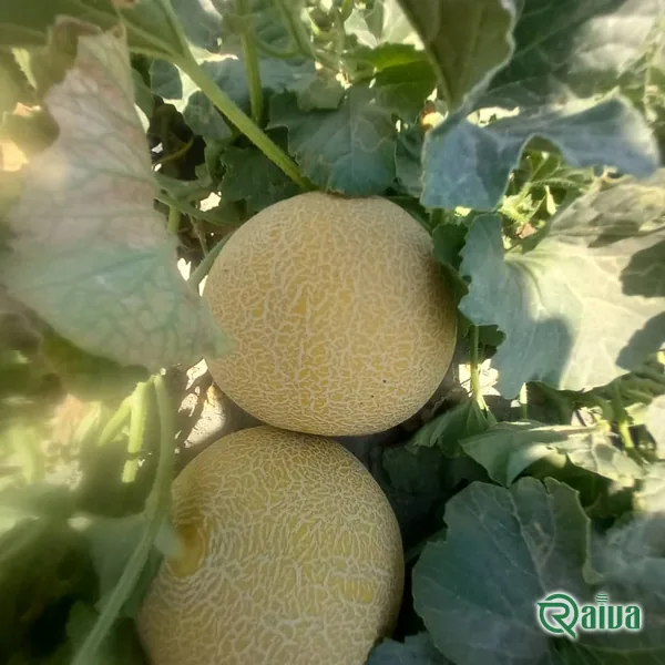 Melon & Cantaloupe — Melon harvest and field grading