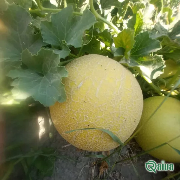 Melon & Cantaloupe — Melon harvest and field grading