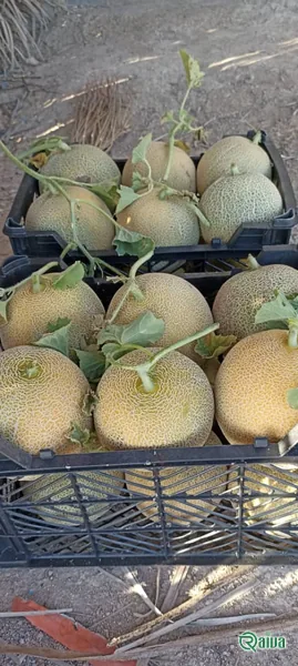 Melon & Cantaloupe — Melon harvest and field grading
