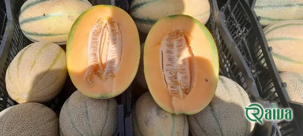 Melon & Cantaloupe — Melon harvest and field grading