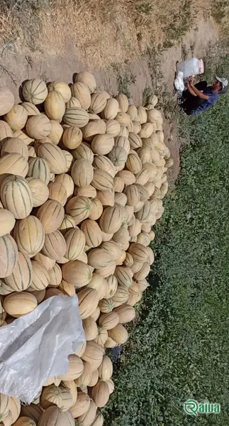 Melon & Cantaloupe — Melon harvest and field grading