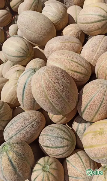 Melon & Cantaloupe — Melon harvest and field grading