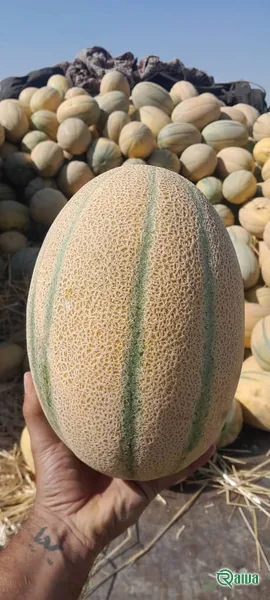 Melon & Cantaloupe — Melon harvest and field grading
