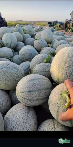Melon & Cantaloupe — Melon harvest and field grading
