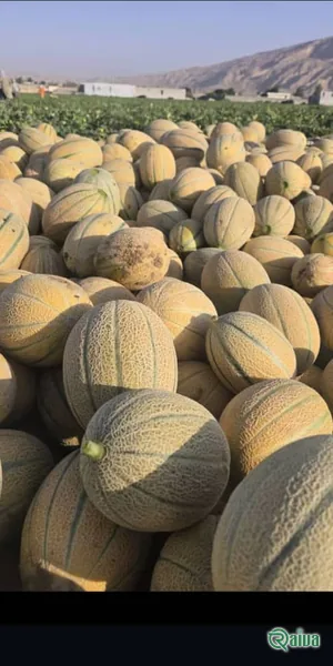 Melon & Cantaloupe — Melon harvest and field grading