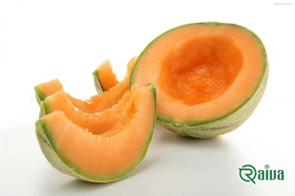 A netted-rind melon ripening on the vine (view 22)