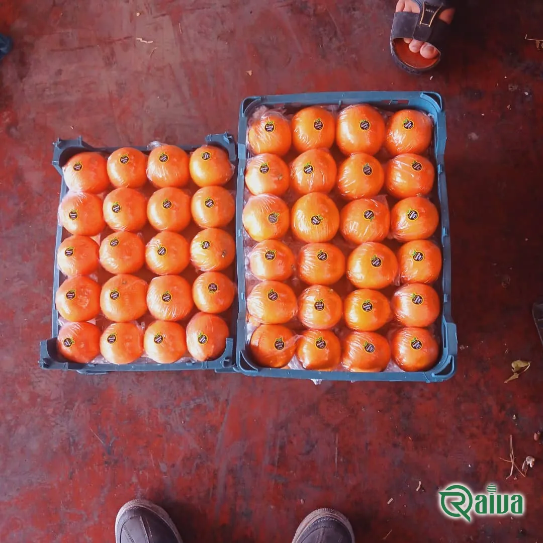 Orange — Raiva Food export