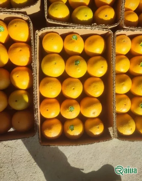 Oranges graded and packed into export crates (view 4)