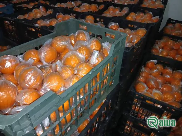 Oranges graded and packed into export crates (view 5)