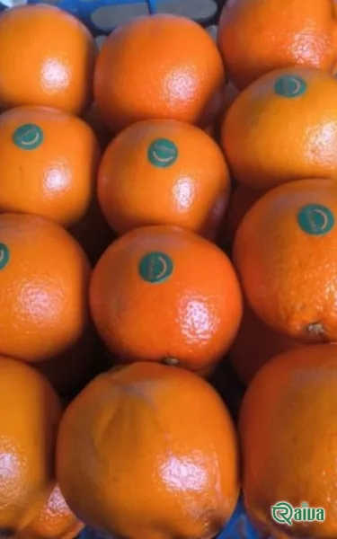 Oranges graded and packed into export crates (view 6)