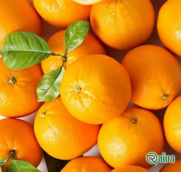 Oranges graded and packed into export crates (view 7)