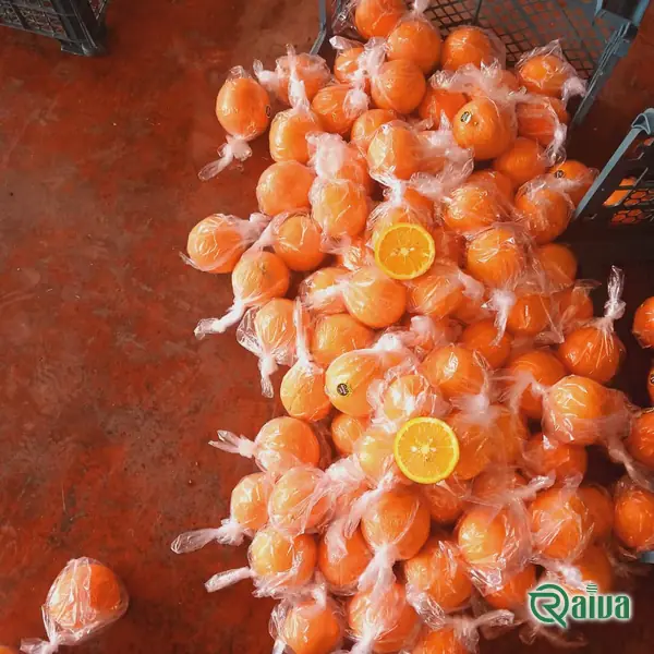 Oranges graded and packed into export crates (view 10)