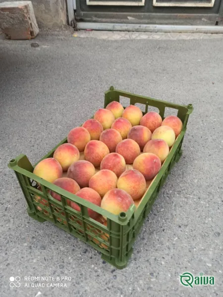 Peach & Nectarine — Peach tray packing and sizing