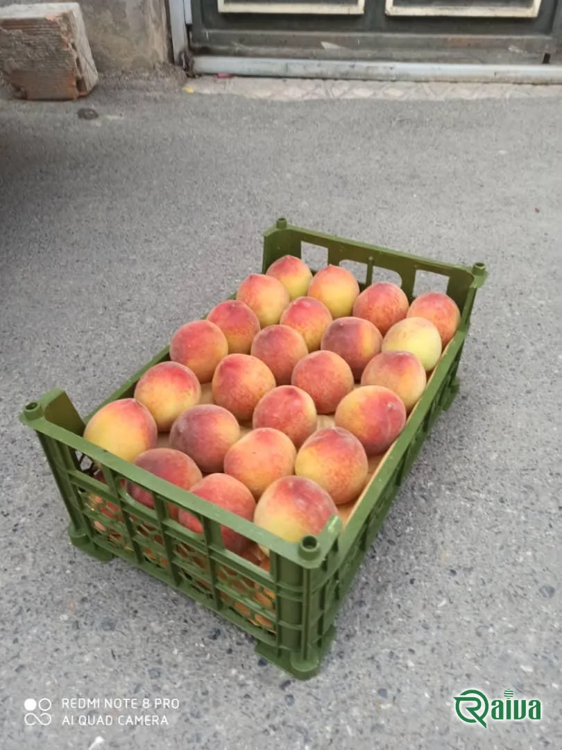 Peach & Nectarine — Raiva Food export
