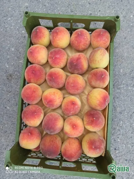 Peach & Nectarine — Peach tray packing and sizing