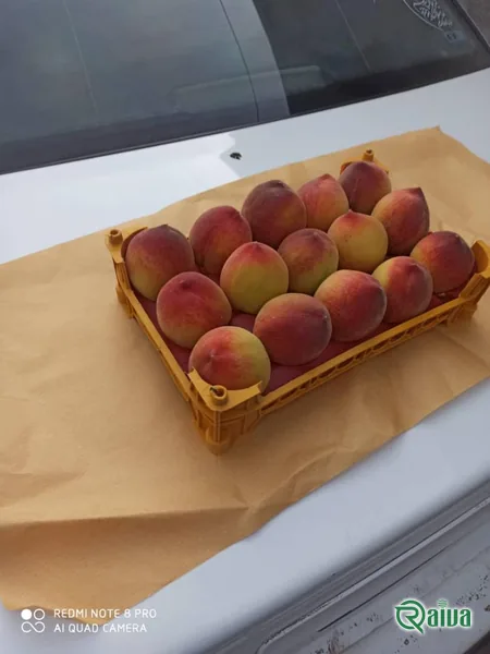 Peach & Nectarine — Peach tray packing and sizing