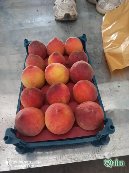 Peach & Nectarine — Peach tray packing and sizing