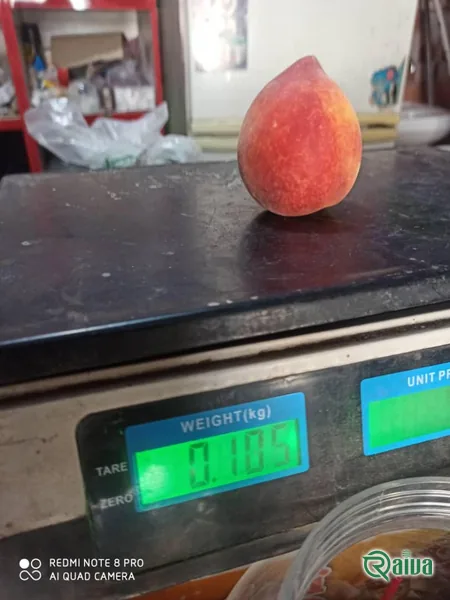 Freshly picked peaches packed in an export crate (view 13)