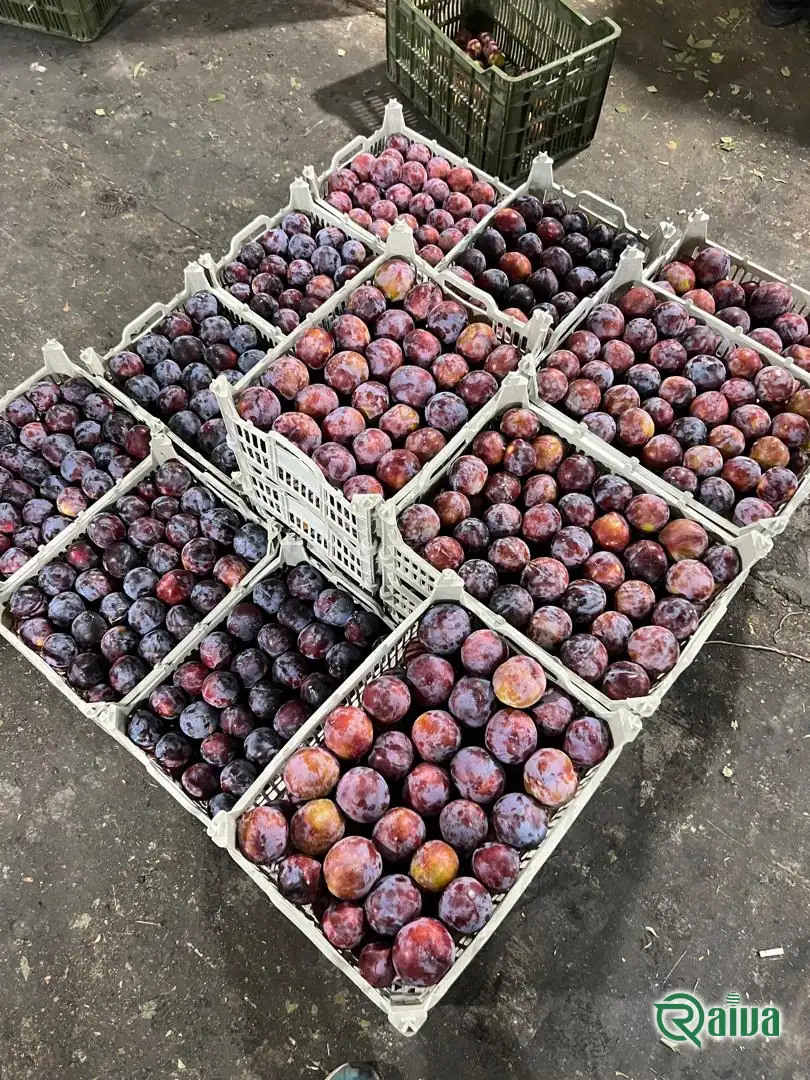 Plum — Raiva Food export