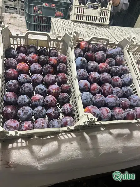 Plum — Plum single-layer packing