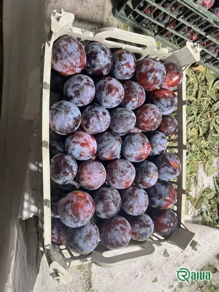 Plum — Plum single-layer packing