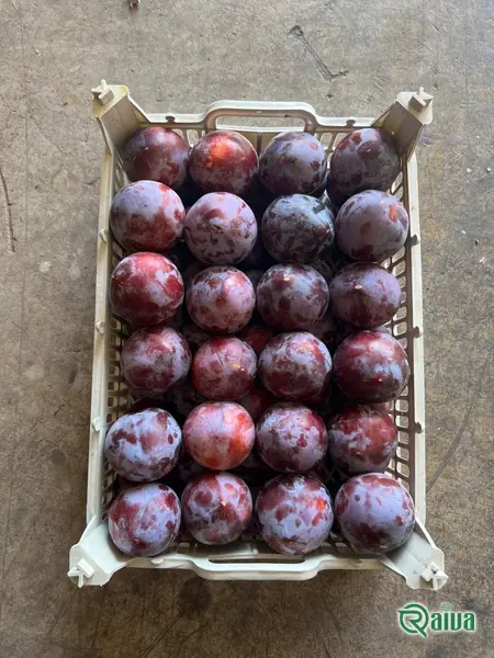 Plum — Plum single-layer packing