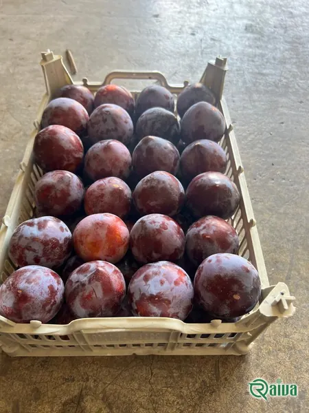Plum — Plum single-layer packing