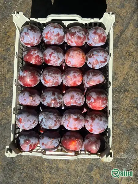 Plum — Plum single-layer packing