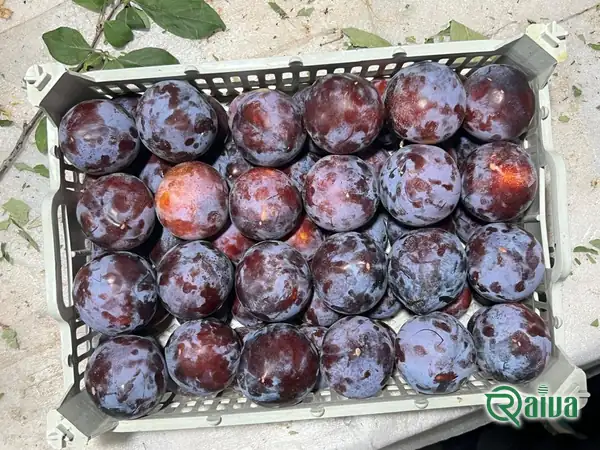Plum — Plum single-layer packing