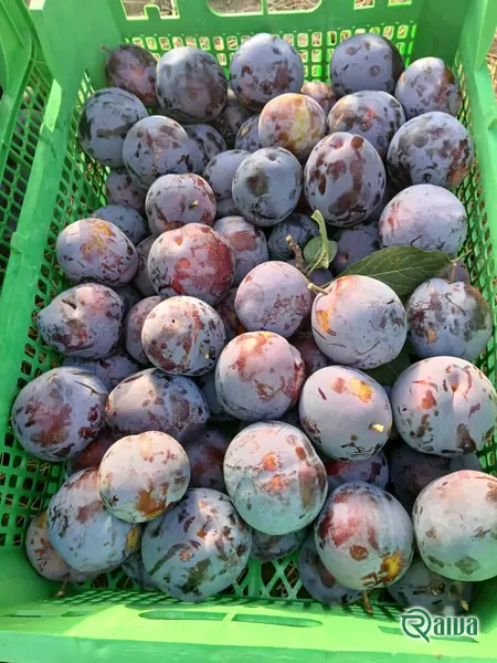 Plum — Plum single-layer packing