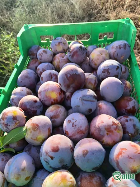 Plum — Plum single-layer packing
