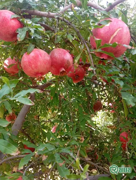 Two whole red pomegranates beside a broken piece full of dark red arils (view 16)