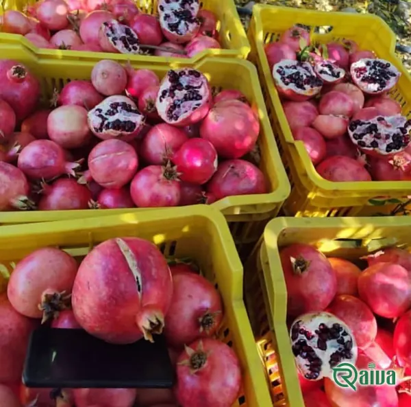 Two whole red pomegranates beside a broken piece full of dark red arils (view 20)