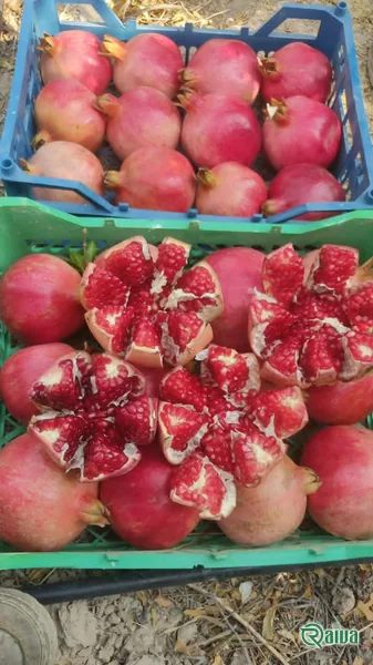 Two whole red pomegranates beside a broken piece full of dark red arils (view 25)